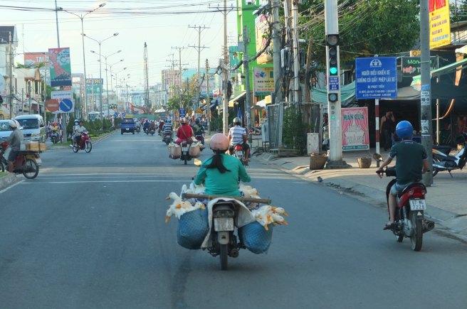 chicken on a moped